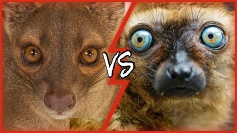 Madagascar's Demonic Predator, Fossa vs the Lemur | Wild Biosphere - YouTube