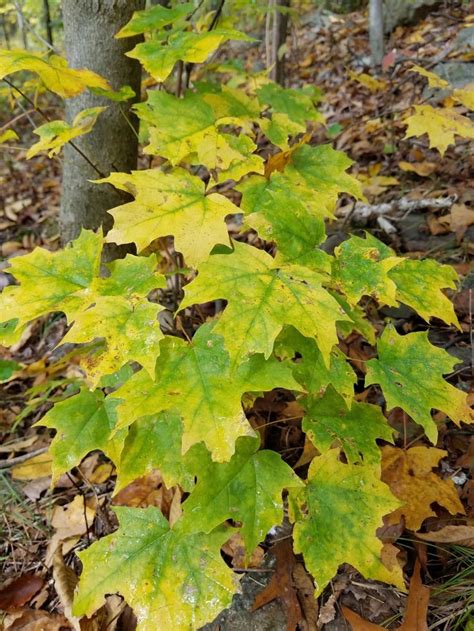 Pin by scott Potter on Fall Colors Appalachian Trail | Appalachian ...