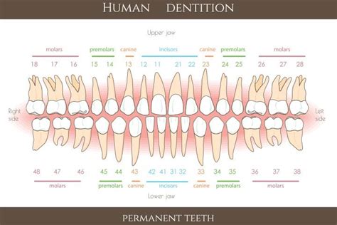 Hyperdontia In Children: Types, Causes, Signs, And Treatment | Extra teeth, Hyperdontia, Tooth ...