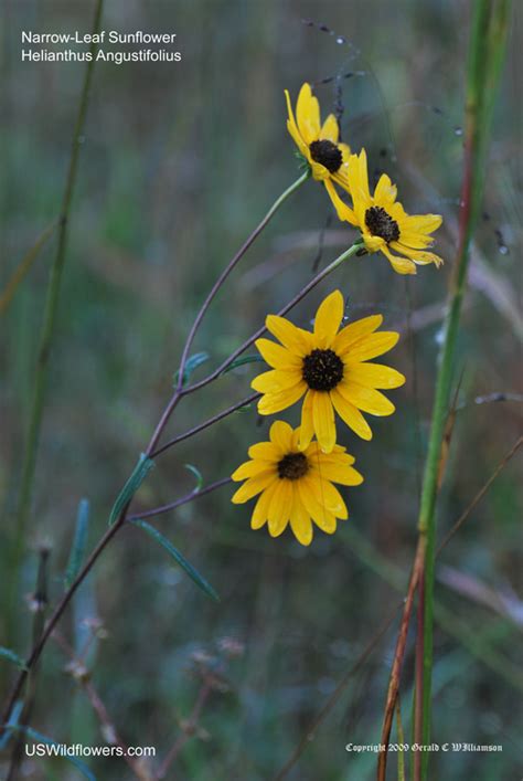 US Wildflower - Swamp Sunflower, Narrow-leaf Sunflower - Helianthus ...