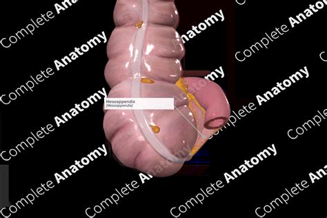 Mesoappendix | Complete Anatomy