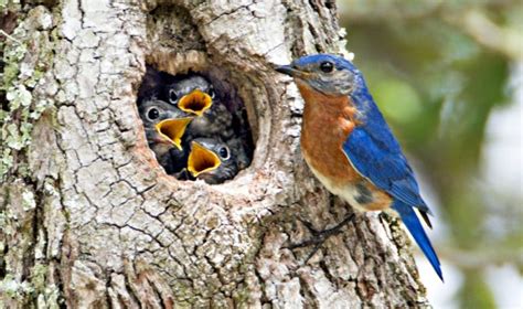 The Bluebird Nest: Eastern Bluebird Nesting & Mating Habits - Daily Birder