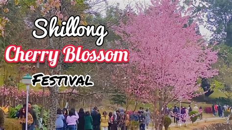 Cherry Blossom Festival Shillong | OPENING DAY with Full Tour ...