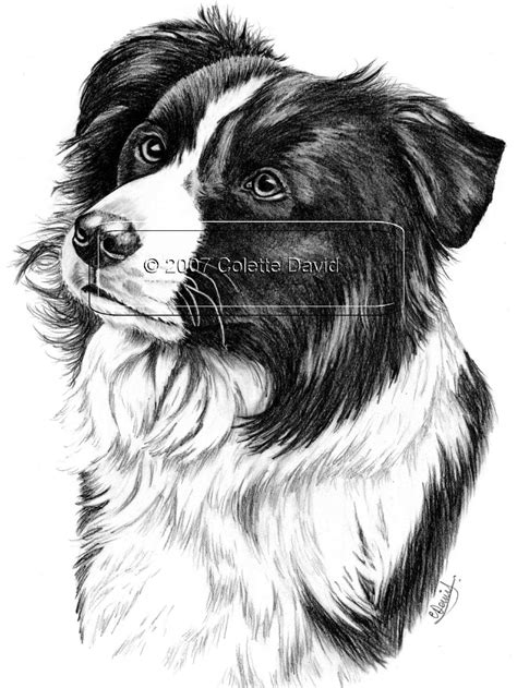 Pencil Drawing of A Collie Dog Border Collie