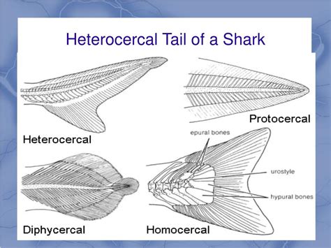 PPT - Chapter 16 Notes, Fish PowerPoint Presentation, free download ...