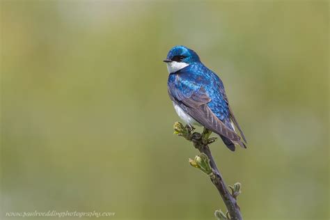 Songbirds • PAUL ROEDDING PHOTOGRAPHY