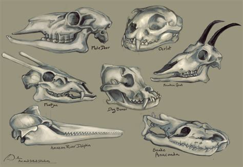 Animal Skulls Study by charfade | Animal skulls, Animal skull drawing ...