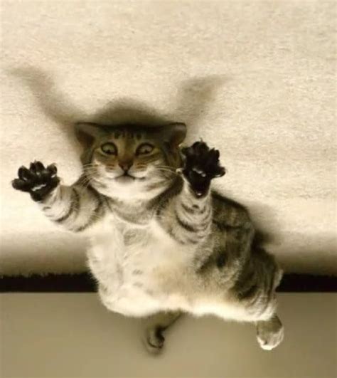 Ten Upside Down Cats Who Don't Know Which Way Is Up!