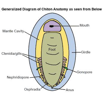 Class Polyplacophora (Chitons)