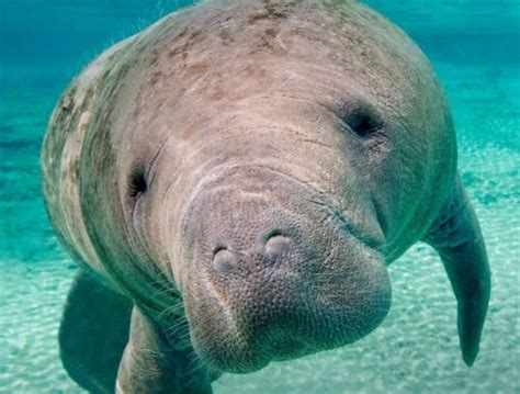 Manatee Deaths Lawsuit Against Florida DEP To Proceed To Trial