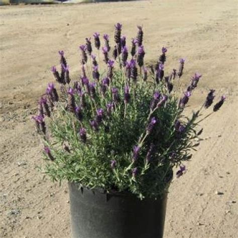 Spanish Lavender | Star Nursery Garden and Rock Centers