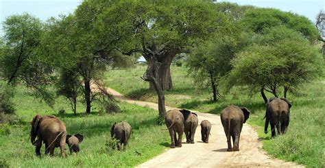 Tarangire National Park » One World Travel & Tours Ltd