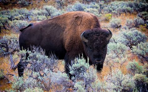 Download Animal American Bison HD Wallpaper