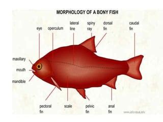 Fish Morphology | PPT