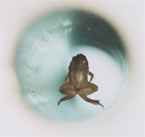 File:Frog diamagnetic levitation.jpg - Wikipedia