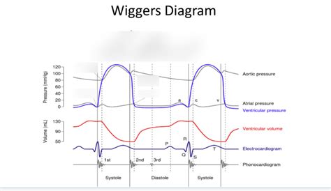 Wiggers Diagram Labeled