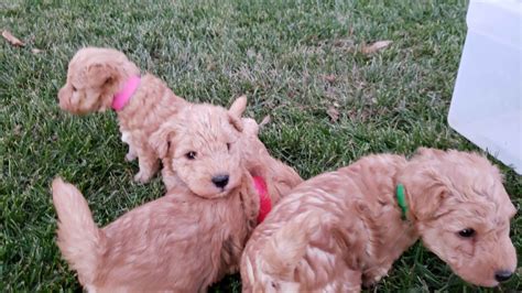 Sara Peterka - Lakeland Terrier Puppies For Sale In Grove City, MN - Born on 10/09/2023