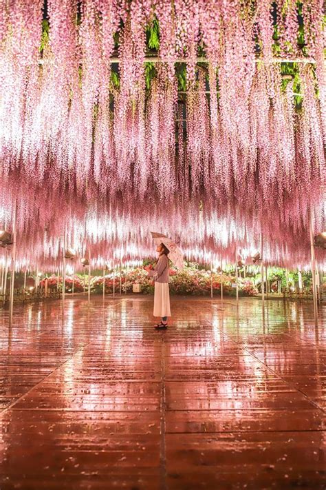 wisteria_illumination_ashikaga_flower_park_tochigi_japan – Kyuhoshi