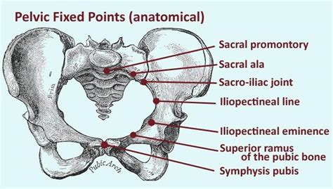 Iliopectineal Eminence Snapping Hip