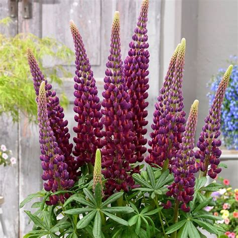 Buy lupin Lupinus Masterpiece (PBR): £8.99 Delivery by Crocus