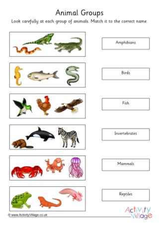 Animal Classifications