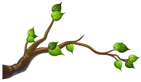 Tree branch on white background 373488 Vector Art at Vecteezy