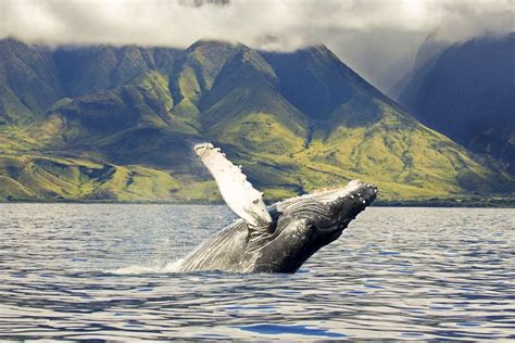 5 Best Maui Whale Watching Tours For 2023