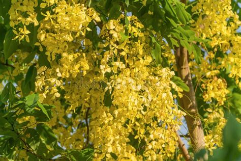 Cassia Fistula Yellow Flower. Golden Shower Tree with Branch Stock Photo - Image of bloom ...