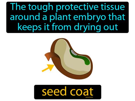 Seed Coat Definition & Image | GameSmartz