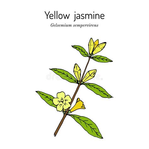 Jessamine Yellow Stock Illustrations – 40 Jessamine Yellow Stock ...