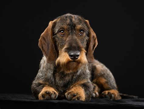 Dachshund Breed Information and Photos | ThriftyFun