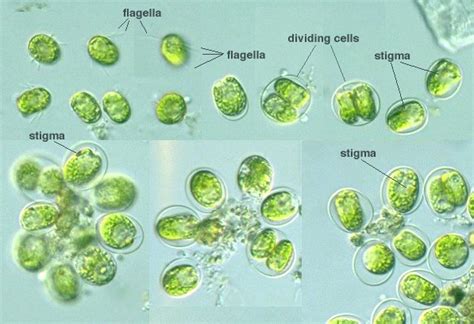 Protist Images: Tetraselmis cordiformis