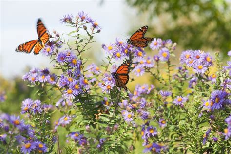 10 Easy Wildflowers for Your Garden