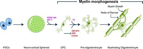 New Recipes for Myelinating Oligodendrocytes: Cell Stem Cell