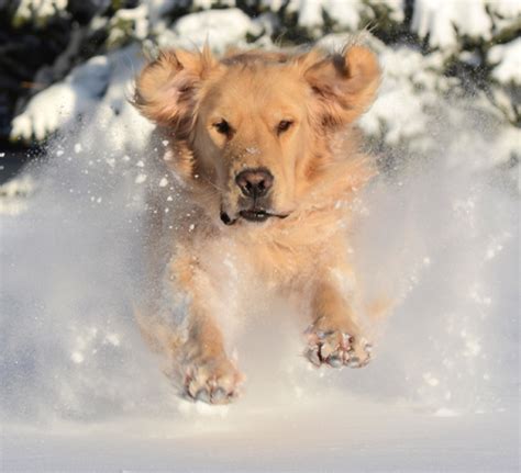 Golden Retriever in Snow - Steven Vandervelde Photography