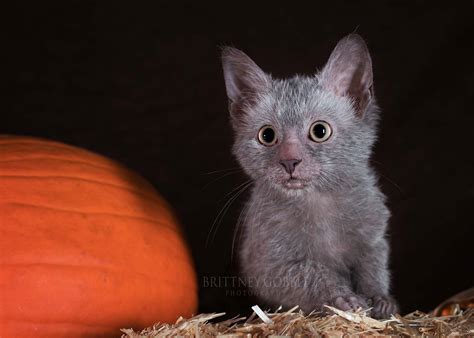 Lykoi Kitten - Puppy Dog Gallery