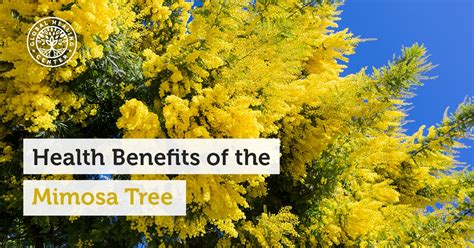 Health Benefits of the Mimosa Tree