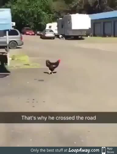 Why did the chicken cross the road? - LoopAway.com