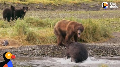 Bear Mom Fights Off Male To Protect Her Babies | The Dodo - YouTube