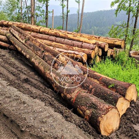 Quality Spruce logs from Europe for worldwide export at best rates