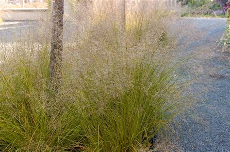 Prairie Dropseed Grass - Plant Library - Pahl's Market - Apple Valley, MN