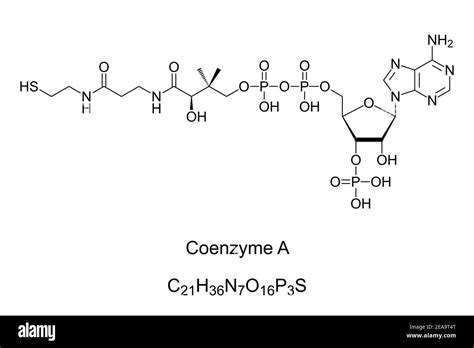 Coenzyme A, chemical formula and skeletal structure. Coenzyme, notable ...