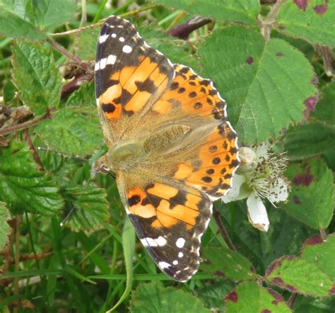 Red Admiral and Painted Lady - Cumbria Naturally