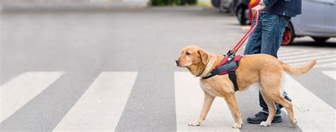 How to Train a Guide Dog for the Blind | Wag!