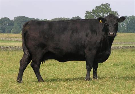 Aberdeen Angus | The Cattle Site | Aberdeen angus, Breeds, Cattle