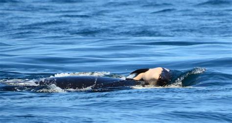 Tahlequah, Orca That Carried Dead Calf's Body For 17 Days, Is Pregnant Again