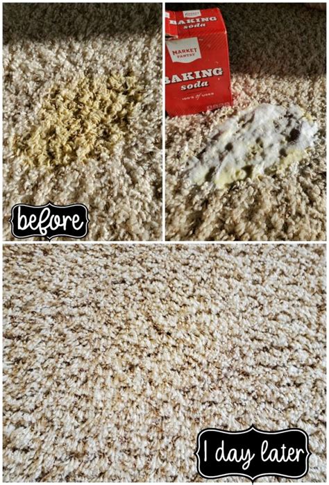 How to Remove Old and New Carpet Pet Stains - My Heavenly Recipes