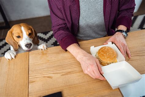 Beagle Food Guide: How to Feed Your Beagle for a Healthy Weight