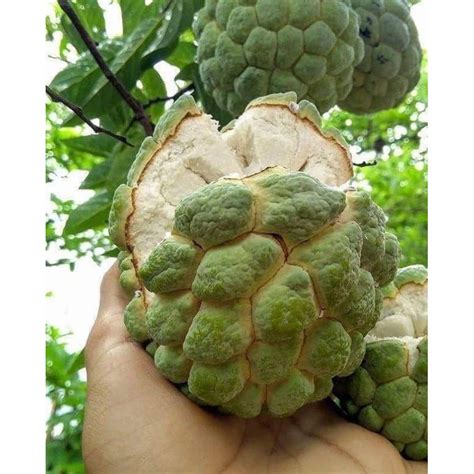 Atis Seeds(Sugar apple) Seeds For Planting (10Pcs) | Shopee Philippines