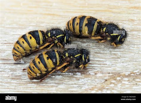 Queen wasps hibernating hi-res stock photography and images - Alamy